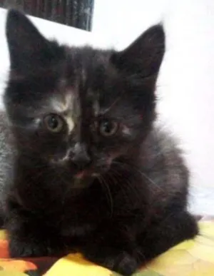 Gato raça Vira-lata idade Abaixo de 2 meses nome Maicon