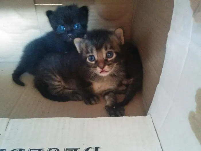 Gato ra a não definida idade Abaixo de 2 meses nome Théo, Ace e Bela