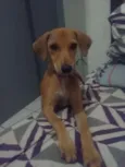 Magrela