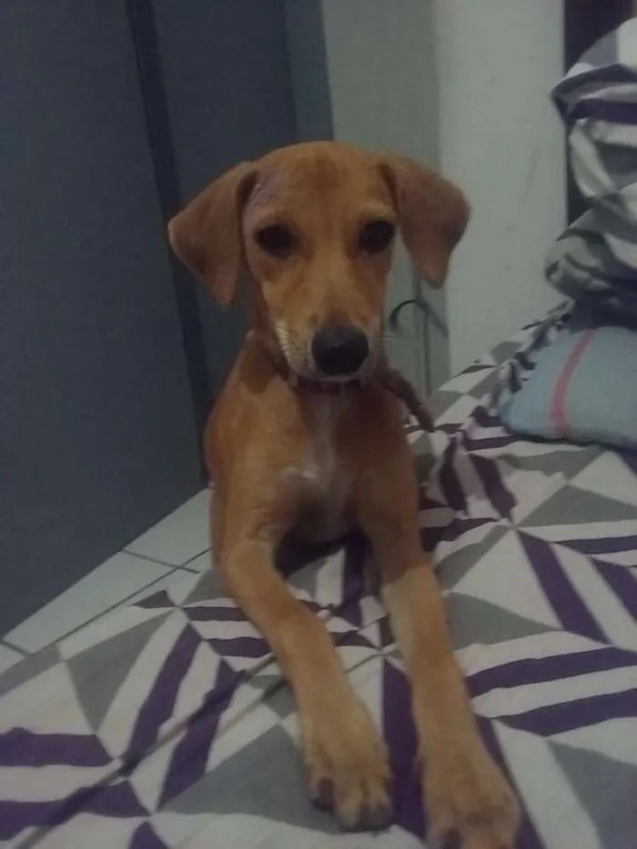 Cachorro ra a Vira lata idade 2 a 6 meses nome Magrela