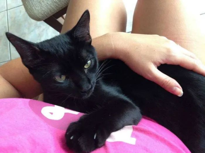 Gato ra a vira-lata idade 2 anos nome Café