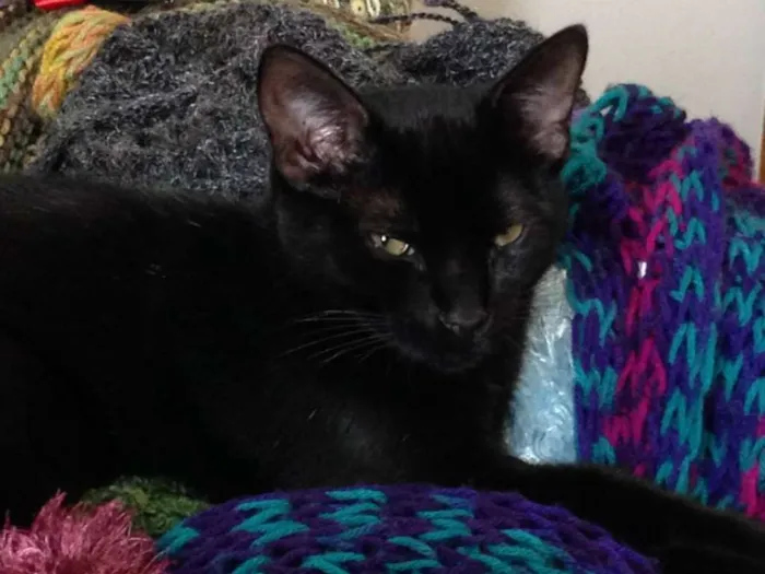 Gato ra a vira-lata idade 2 anos nome Café