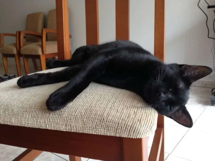 Gato ra a vira-lata idade 2 anos nome Café