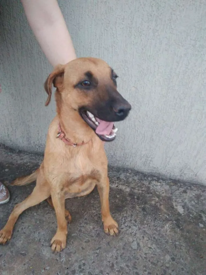 Cachorro ra a Vira Lata idade 4 anos nome Pandora