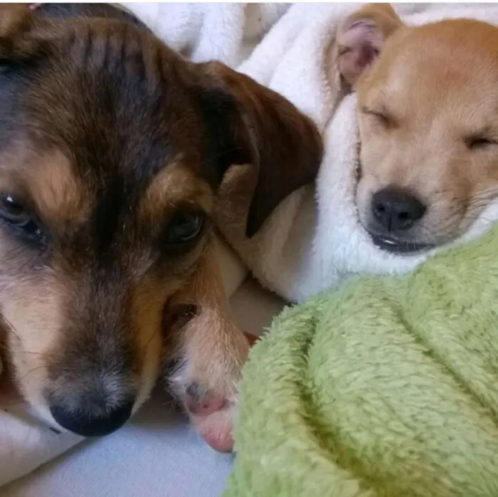 Cachorro raça SDR idade 2 a 6 meses nome House e Luna