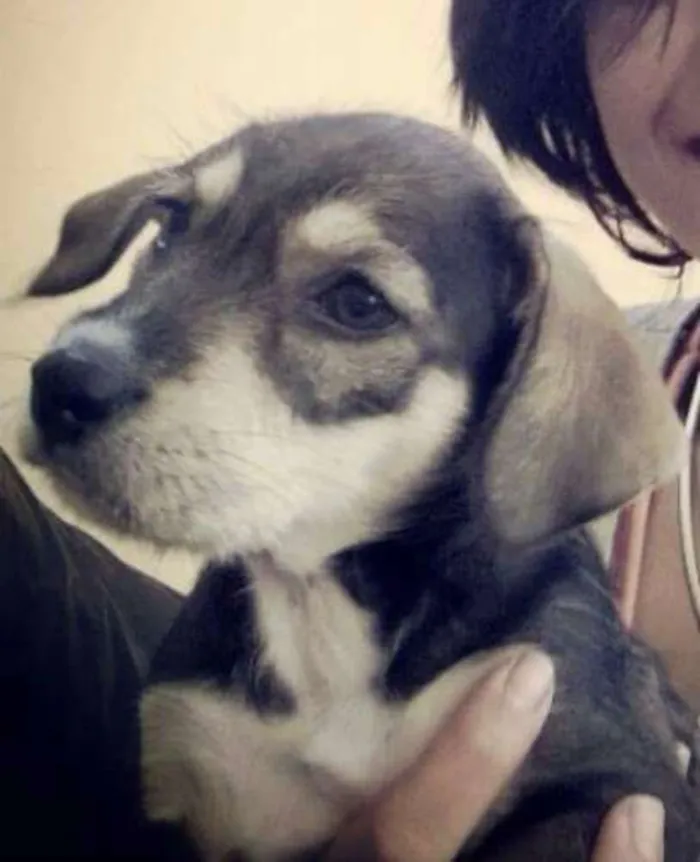 Cachorro raça SDR idade 2 a 6 meses nome House e Luna