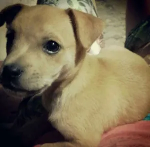 Cachorro raça SDR idade 2 a 6 meses nome House e Luna