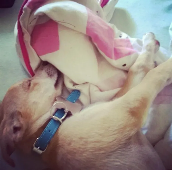 Cachorro raça SDR idade 2 a 6 meses nome House e Luna