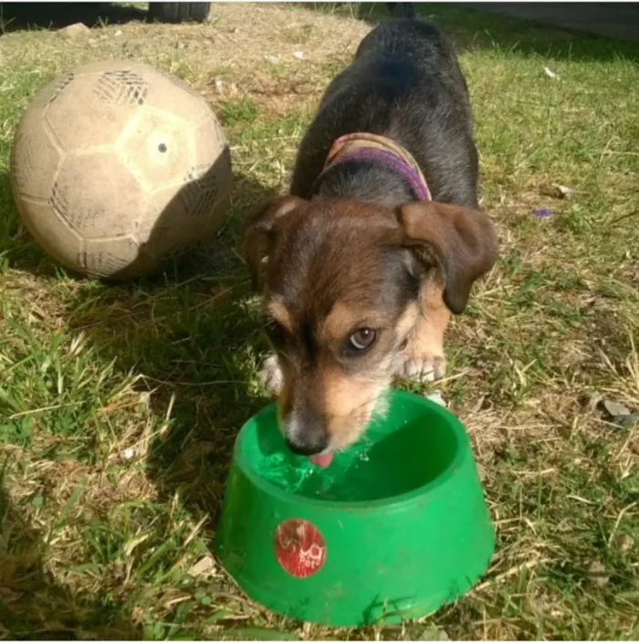 Cachorro raça SDR idade 2 a 6 meses nome House e Luna
