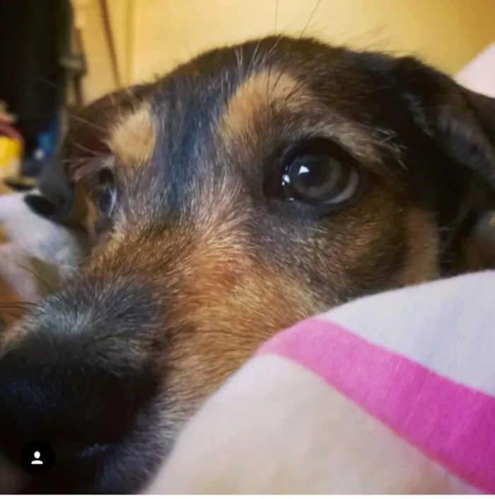 Cachorro raça SDR idade 2 a 6 meses nome House e Luna