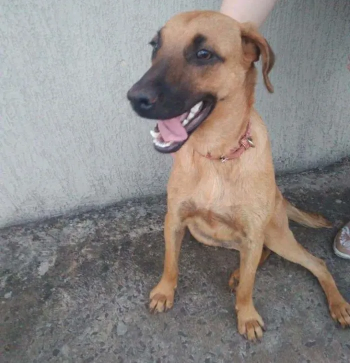 Cachorro ra a Vira Lata idade 4 anos nome Pandora