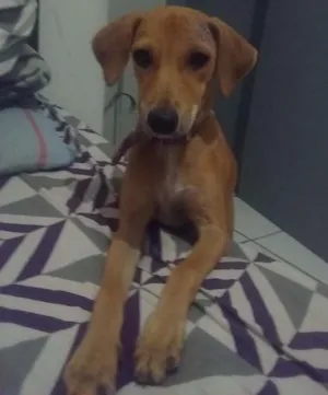 Cachorro raça Vira lata idade 2 a 6 meses nome Magrela