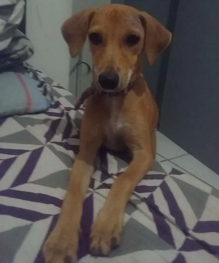 Cachorro ra a Vira lata idade 2 a 6 meses nome Magrela