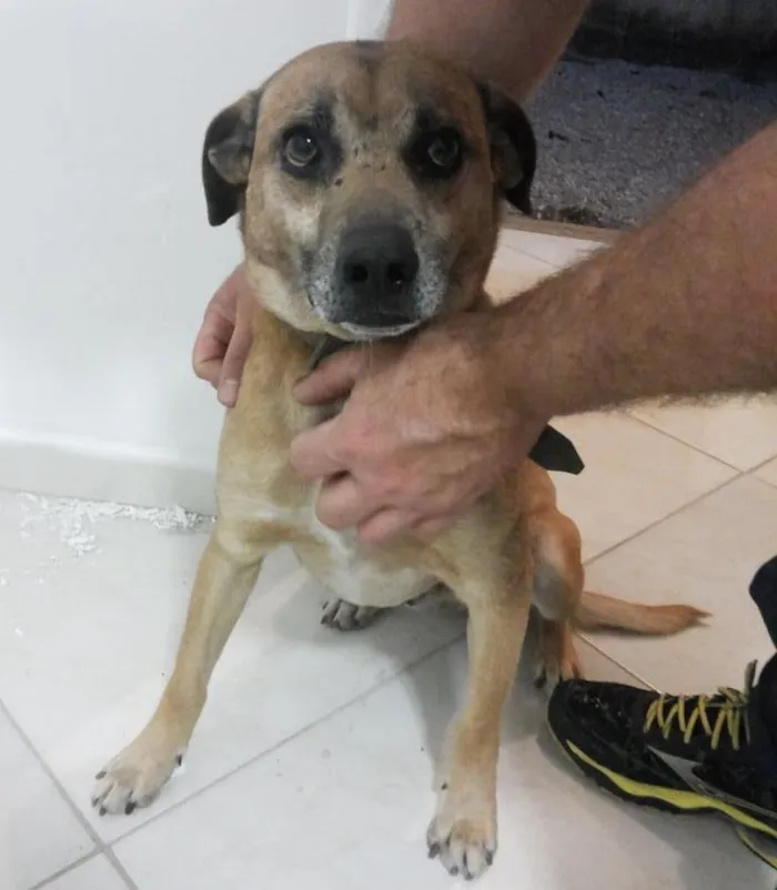 Cachorro raça Vira lata idade 1 ano nome Scooby Doo