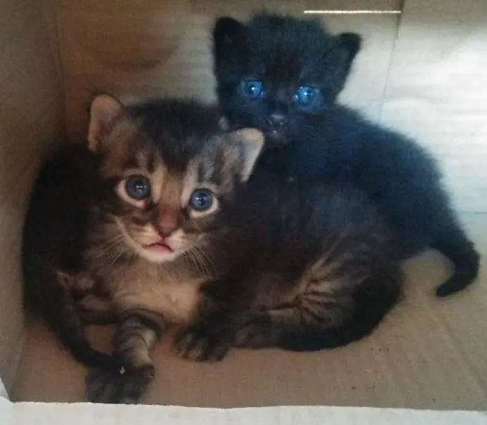 Gato ra a não definida idade Abaixo de 2 meses nome Théo, Ace e Bela