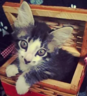Gato raça  idade  nome gatinnhas lindas