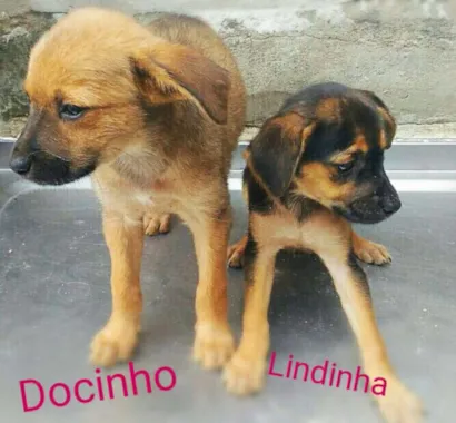 Cachorro raça SRD idade 2 a 6 meses nome Lindinha e Docinho