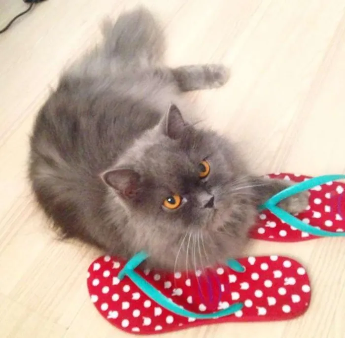 Gato ra a Persa idade 6 ou mais anos nome Anita