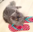 Anita