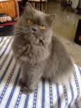 Anita