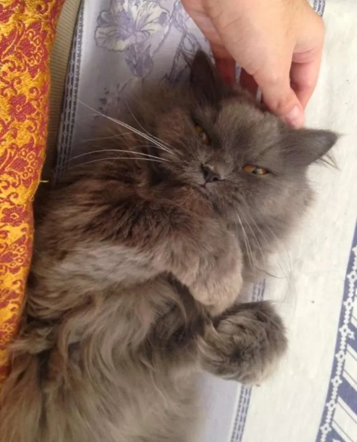 Gato ra a Persa idade 6 ou mais anos nome Anita