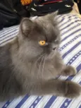 Anita