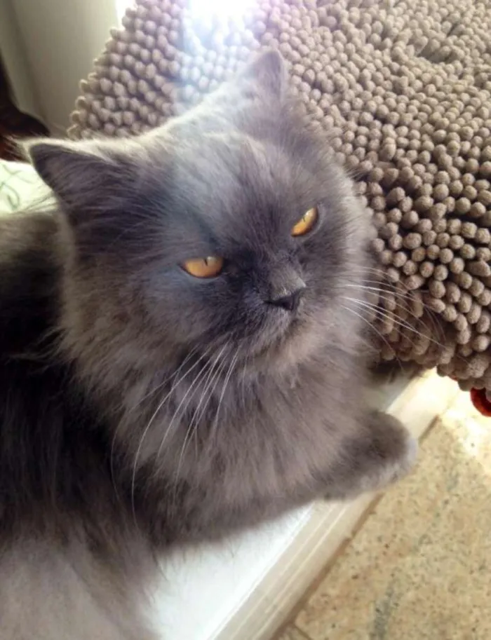 Gato ra a Persa idade 6 ou mais anos nome Anita