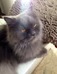 Anita