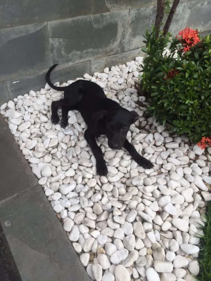 Cachorro raça  idade 2 a 6 meses nome Duque