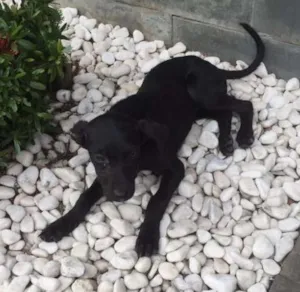 Cachorro raça  idade 2 a 6 meses nome Duque