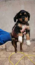 TOTÓ