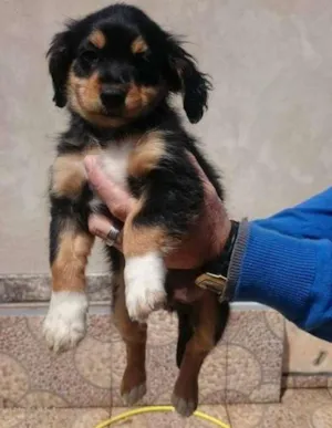 Cachorro raça Basset-Cofap idade 2 a 6 meses nome TOTÓ