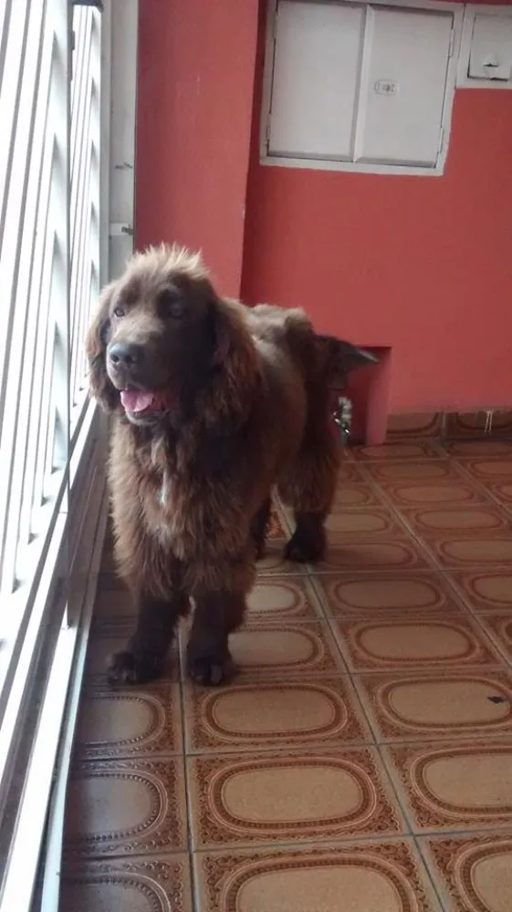 Cachorro ra a Golden com Cocker idade 1 ano nome Freud