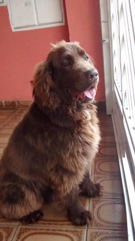 Cachorro ra a Golden com Cocker idade 1 ano nome Freud
