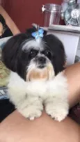 suzi