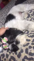 suzi