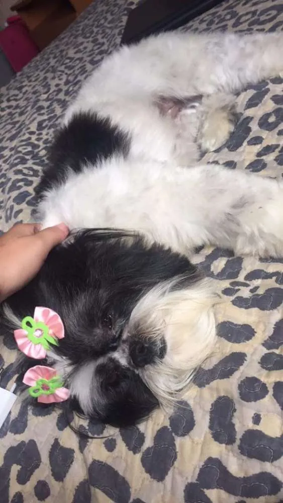 Cachorro raça lhasa apso idade 4 anos nome suzi