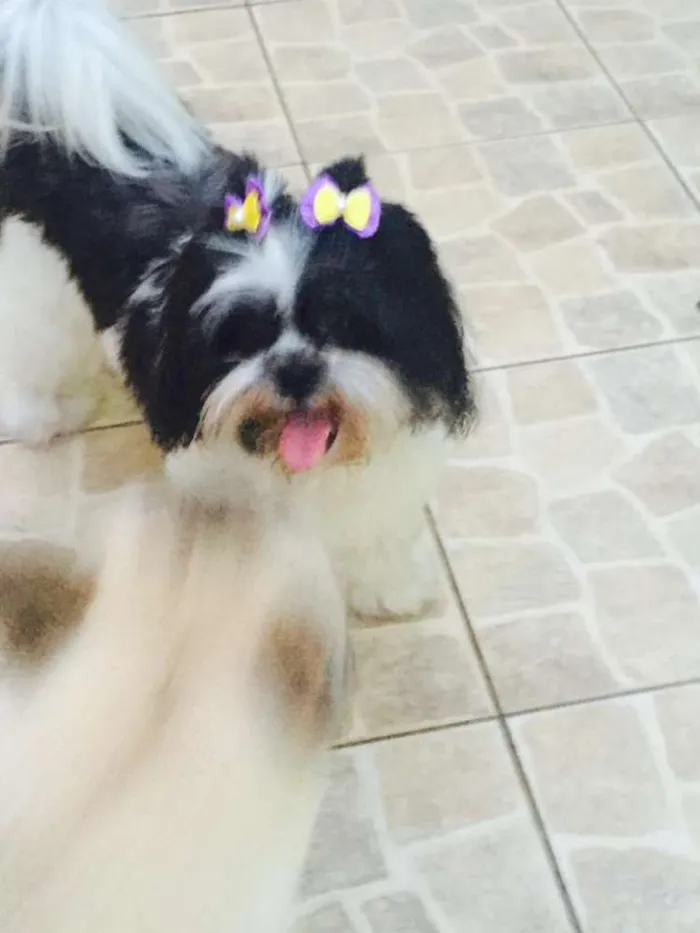Cachorro raça lhasa apso idade 4 anos nome suzi