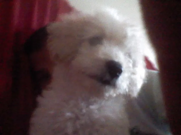 Cachorro ra a Poodle  idade 2 a 6 meses nome Kalebe