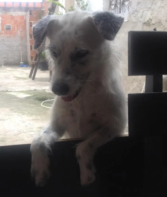 Cachorro ra a Vira lata idade 2 a 6 meses nome Branquinha