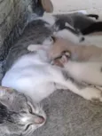 seis gatos