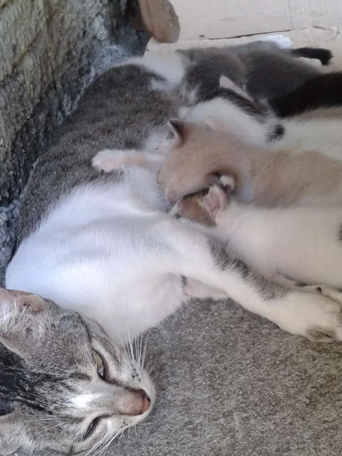 Gato raça RND/RACIADO idade 2 a 6 meses nome seis gatos