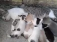 seis gatos