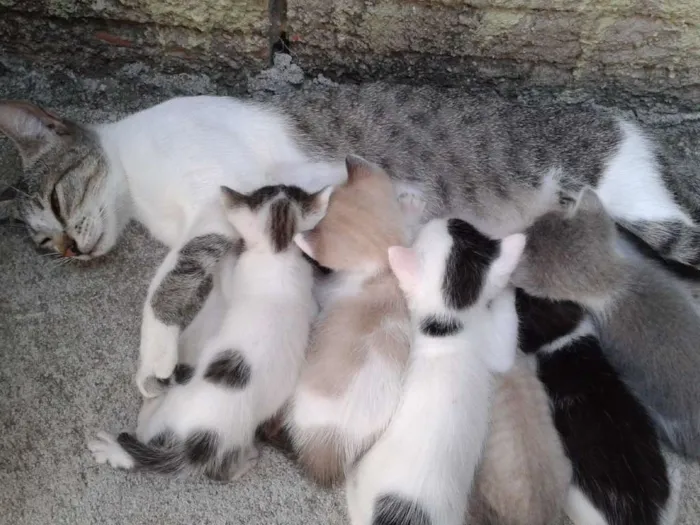Gato raça RND/RACIADO idade 2 a 6 meses nome seis gatos