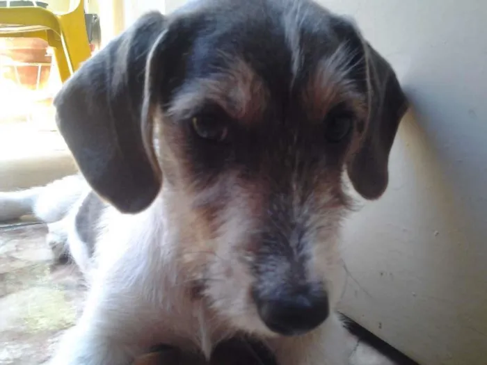 Cachorro ra a indefinida idade Abaixo de 2 meses nome lala