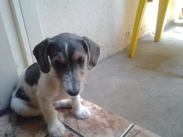 Cachorro ra a indefinida idade Abaixo de 2 meses nome lala