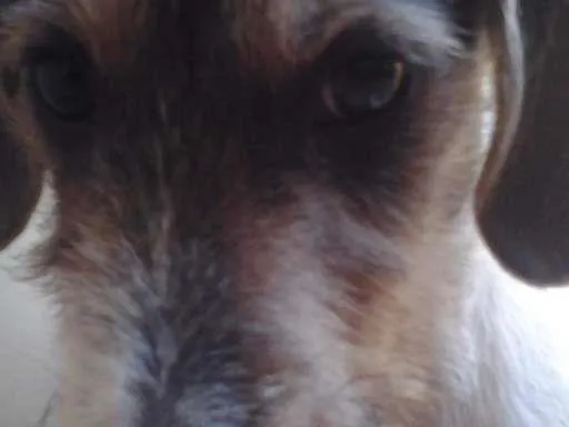 Cachorro ra a indefinida idade Abaixo de 2 meses nome lala