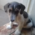 lala