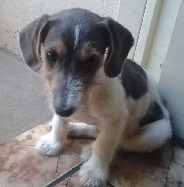 Cachorro ra a indefinida idade Abaixo de 2 meses nome lala