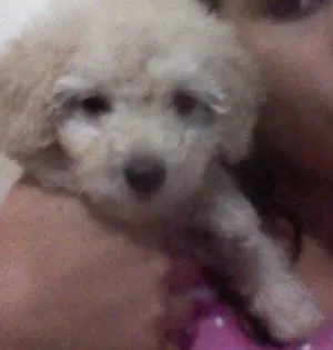 Cachorro raça Poodle  idade 2 a 6 meses nome Kalebe